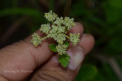 Heracleum sprengelianum